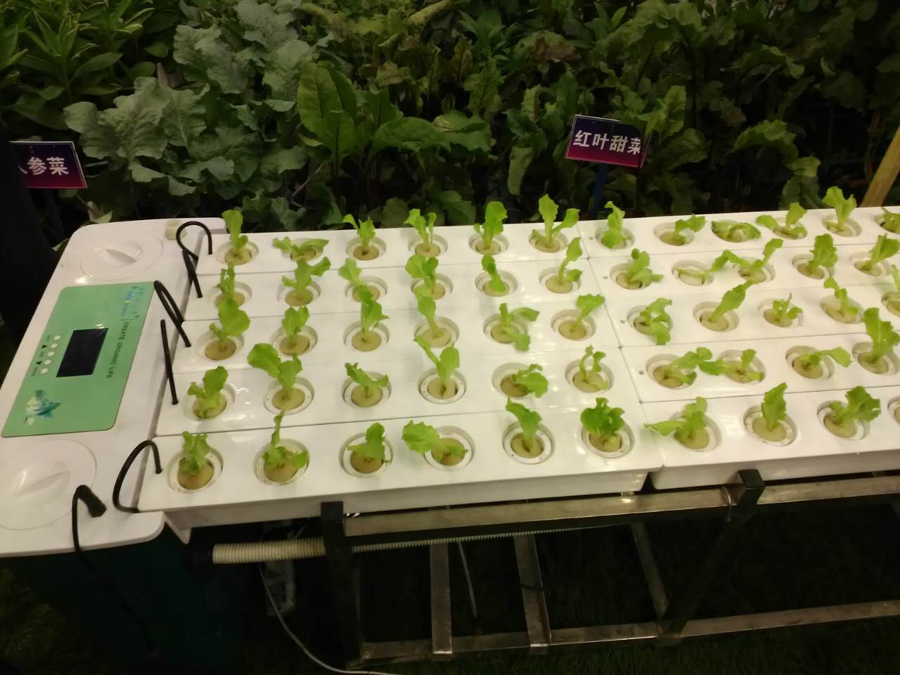 无土栽培，我一直很干净