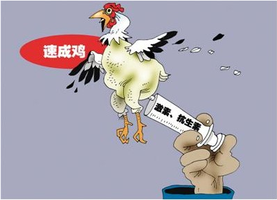 股融易 速成鸡