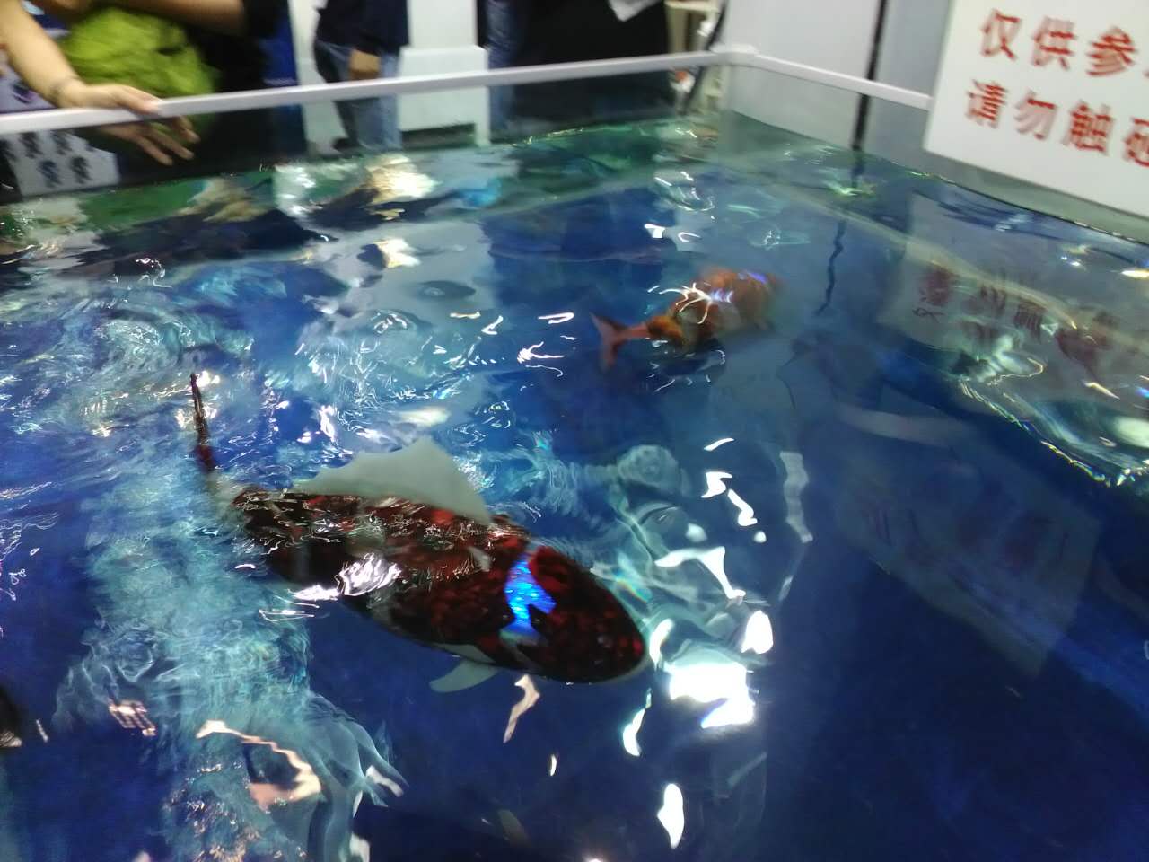 机器游鱼成双对，再也不怕钓鱼了