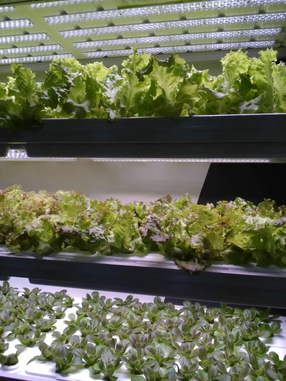 豪华菜园，不要小看我，我有三层高