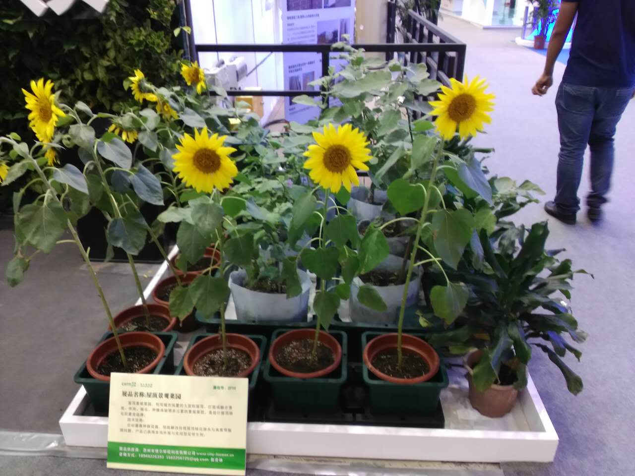 屋顶种花，种花家的人民怎么可以不种花