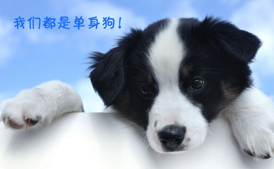 股融易 创业单身狗